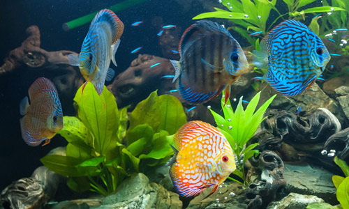 Entretien professionnel d'aquariums